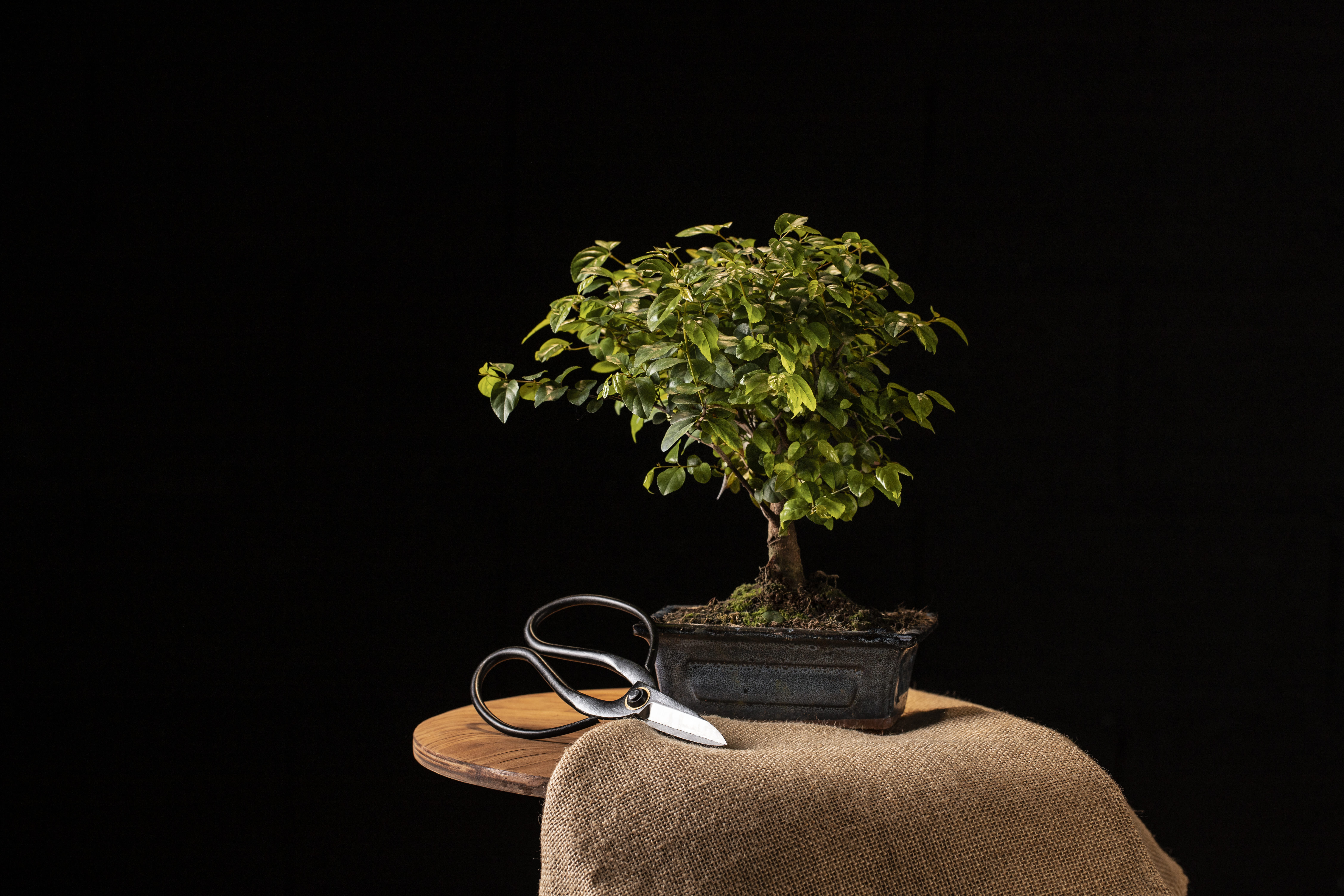 Potted bonsai arrangement